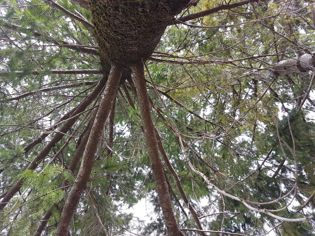 Le Chalet Del Pollino Ροτόντα Εξωτερικό φωτογραφία